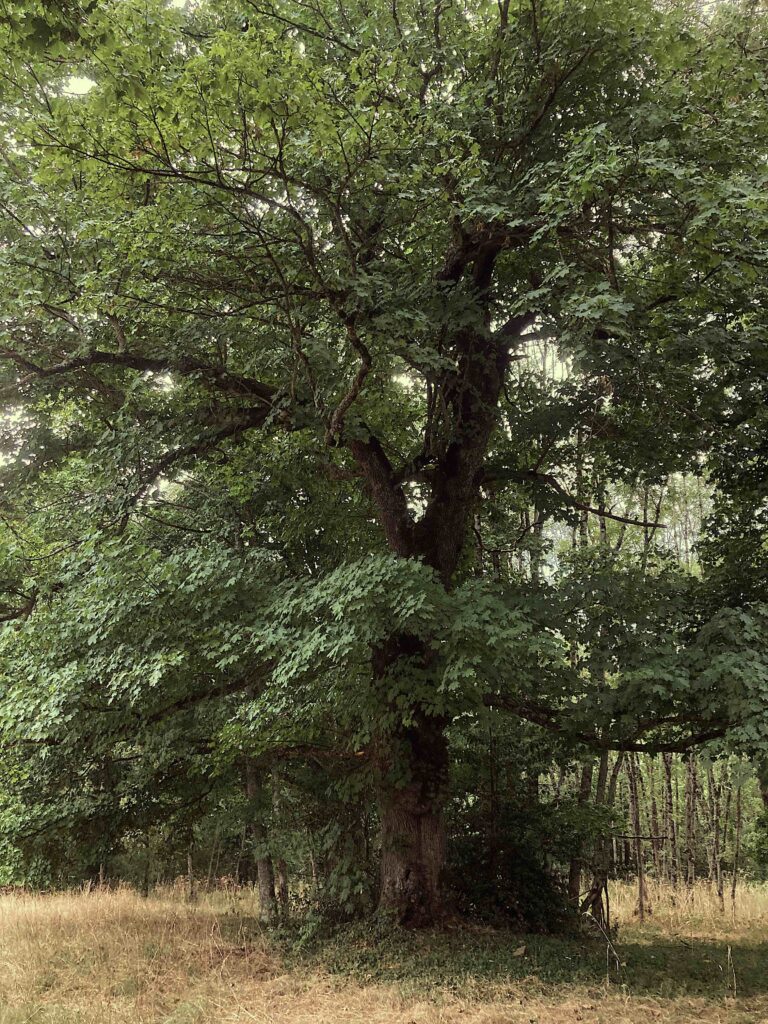 soins énergétiques par médiation avec un arbre - arbre-maître - communication avec les abres